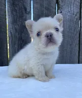 Cruz, a male French Bulldog for sale in Ohio, OH – 2 of 6