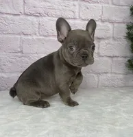 Paisley, a female French Bulldog for sale in Ohio, OH – Photo 10 of 10