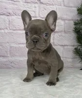 Paisley, a female French Bulldog for sale in Ohio, OH – Photo 3 of 10