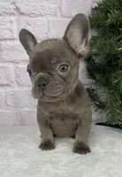 Paisley, a female French Bulldog for sale in Ohio, OH – Photo 2 of 10