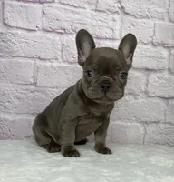 Paisley, a female French Bulldog for sale in Ohio, OH – Photo 9 of 10