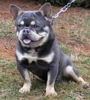 Paisley, a female French Bulldog for sale in Ohio, OH – Photo 7 of 10