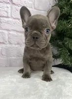 Paisley, a female French Bulldog for sale in Ohio, OH – Photo 6 of 10