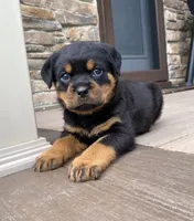 Zeus, a male Rottweiler for sale in Ohio, OH – 4 of 8