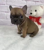 Cup cake, a female French Bulldog for sale in Ohio, OH – Photo 1 of 8