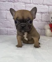 Cup cake, a female French Bulldog for sale in Ohio, OH – Photo 2 of 8