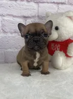 Cup cake, a female French Bulldog for sale in Ohio, OH – Photo 3 of 8