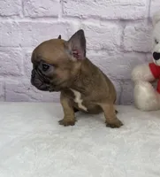 Cup cake, a female French Bulldog for sale in Ohio, OH – Photo 7 of 8