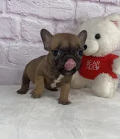 Cup cake, a female French Bulldog for sale in Ohio, OH – Photo 4 of 8