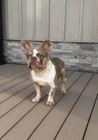 Carson , a male French Bulldog for sale in Ohio, OH – 7 of 7