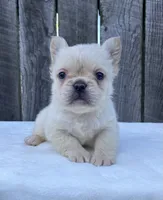 Phoebe , a female French Bulldog for sale in Ohio, OH – 4 of 6