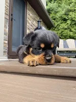 Atlas, a male Rottweiler for sale in Ohio, OH – 2 of 6