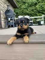 Fretel, a male Rottweiler for sale in Ohio, OH – 5 of 7