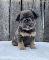Buttons, a male French Bulldog for sale in Ohio, OH – 3 of 6