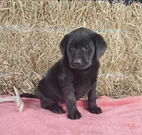 Stacey, a female Labrador Retriever for sale in Ohio, OH – 2 of 5