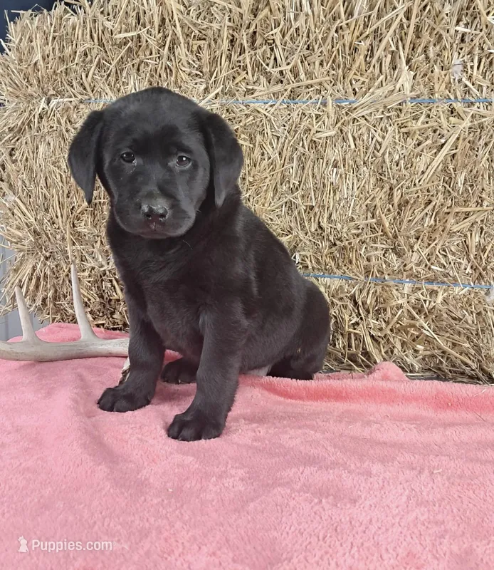 Stacey – Labrador Retriever puppy for sale in Ohio, OH