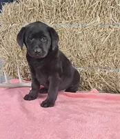 Stacey, a female Labrador Retriever for sale in Ohio, OH – 1 of 5