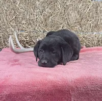 Stacey, a female Labrador Retriever for sale in Ohio, OH – 3 of 5