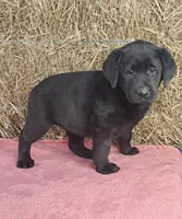 Stacey, a female Labrador Retriever for sale in Ohio, OH – 4 of 5