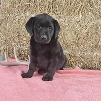 Stacey, a female Labrador Retriever for sale in Ohio, OH – 5 of 5