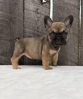 Carson , a male French Bulldog for sale in Ohio, OH – 4 of 7