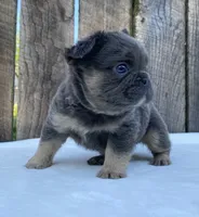 Buttons, a male French Bulldog for sale in Ohio, OH – 2 of 7