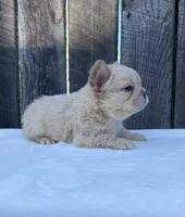Shasha, a female French Bulldog for sale in Ohio, OH – 5 of 7