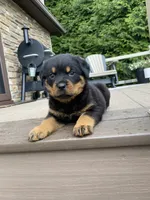 Otto, a male Rottweiler for sale in Ohio, OH – 6 of 6