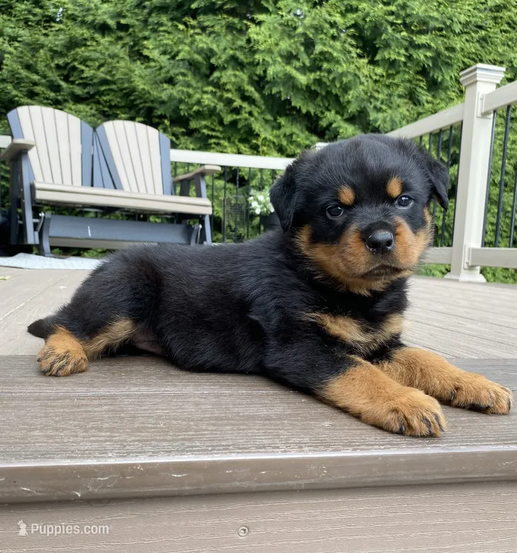 Fretel – Rottweiler puppy for sale in Ohio, OH