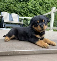 Fretel, a male Rottweiler for sale in Ohio, OH – 1 of 7