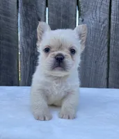 Phoebe , a female French Bulldog for sale in Ohio, OH – 5 of 6