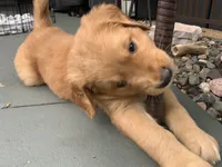 Cody, a male Golden Mountain Doodle for sale in La Crosse, WI – 2 of 10