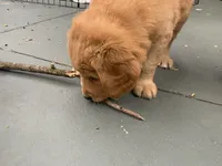 Cody, a male Golden Mountain Doodle for sale in La Crosse, WI – 8 of 10