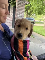 Steve, a male Golden Mountain Doodle for sale in La Crosse, WI – 4 of 9