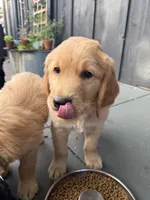 Steve, a male Golden Mountain Doodle for sale in La Crosse, WI – 3 of 9