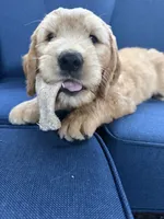 Zach, a male Golden Mountain Doodle for sale in La Crosse, WI – 4 of 10