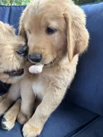 Cody, a male Golden Mountain Doodle for sale in La Crosse, WI – 3 of 10