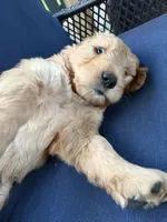 Zach, a male Golden Mountain Doodle for sale in La Crosse, WI – 7 of 10