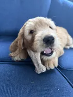 Zach, a male Golden Mountain Doodle for sale in La Crosse, WI – 2 of 10