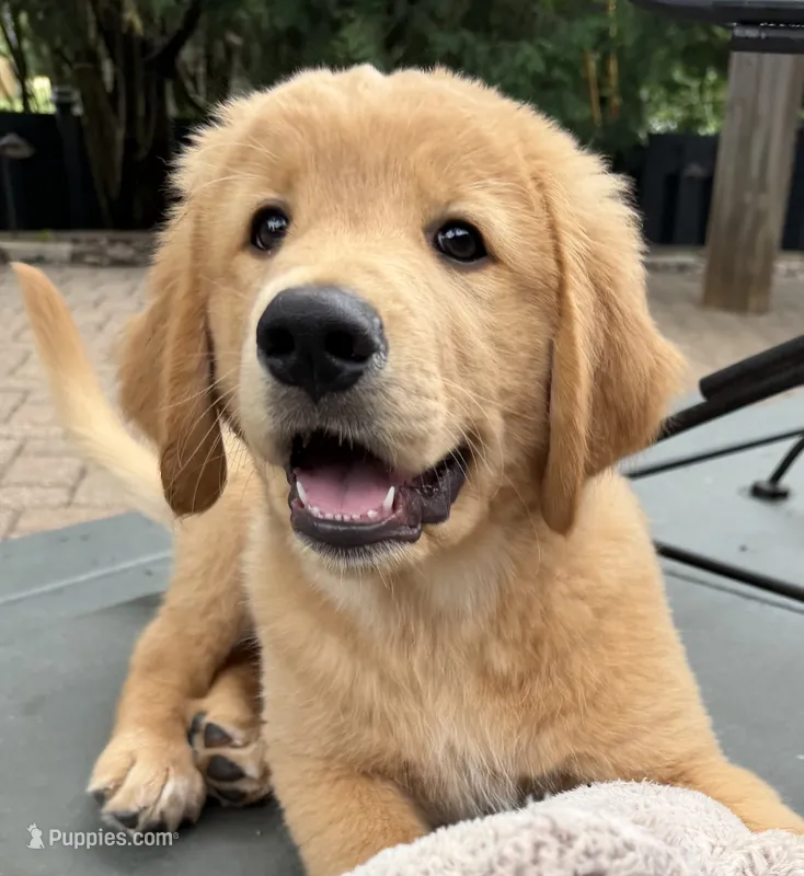 Cody – Golden Mountain Doodle puppy for sale in La Crosse, WI
