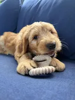 Zach, a male Golden Mountain Doodle for sale in La Crosse, WI – 3 of 10