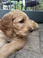 Zach, a male Golden Mountain Doodle for sale in La Crosse, WI – 10 of 10