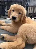 Steve, a male Golden Mountain Doodle for sale in La Crosse, WI – 1 of 9