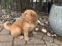 Cody, a male Golden Mountain Doodle for sale in La Crosse, WI – 4 of 10
