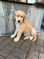 Steve, a male Golden Mountain Doodle for sale in La Crosse, WI – 7 of 9