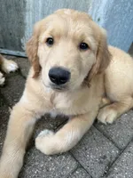 Steve, a male Golden Mountain Doodle for sale in La Crosse, WI – 6 of 9