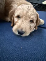 Zach, a male Golden Mountain Doodle for sale in La Crosse, WI – 8 of 10