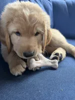 Cody, a male Golden Mountain Doodle for sale in La Crosse, WI – 9 of 10