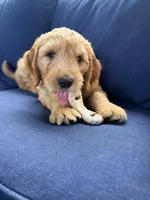 Zach, a male Golden Mountain Doodle for sale in La Crosse, WI – 9 of 10