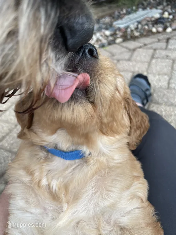Zach – Golden Mountain Doodle puppy for sale in La Crosse, WI
